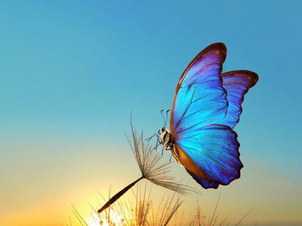 Thema Spirit Schmetterling